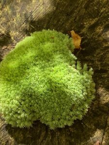 Toby's Moss. Photo taken by my mother-in-law
